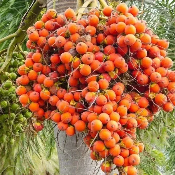 Dwarf_Variety_Betel_Nut_Supari_Fruit_Plant