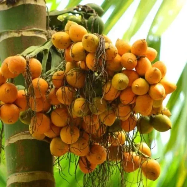 Dwarf_Variety_Betel_Nut_Supari_Fruit_Plant