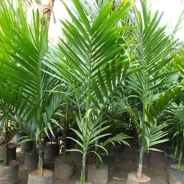 Dwarf_Variety_Betel_Nut_Supari_Fruit_Plant