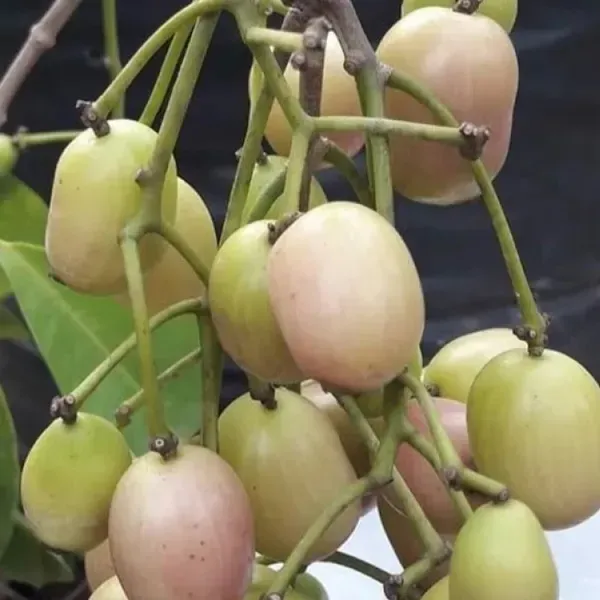 Thai_Variety_White_Jamun_Grafted_Hybrid_Fruit_Plant