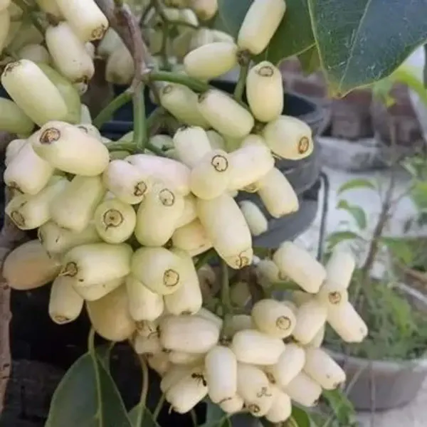 Thai_Variety_White_Jamun_Grafted_Hybrid_Fruit_Plant
