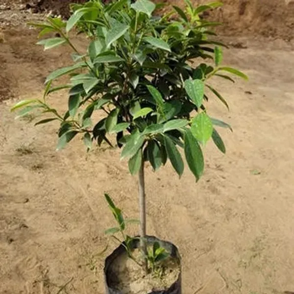 Thai_Variety_White_Jamun_Grafted_Hybrid_Fruit_Plant