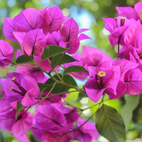 Purple_Heart_Bougainvillea_Flower_Plant