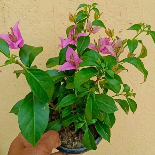 Purple_Heart_Bougainvillea_Flower_Plant