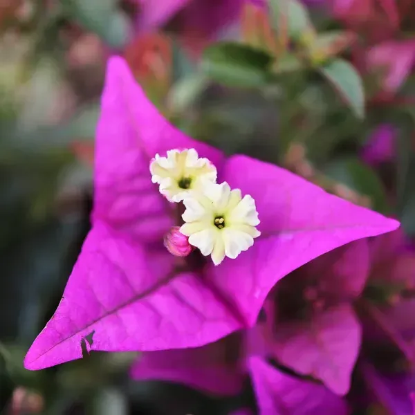 Purple_Heart_Bougainvillea_Flower_Plant