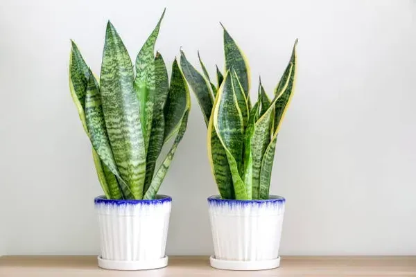 Snake_Plant_Medium_For_Home_Garden