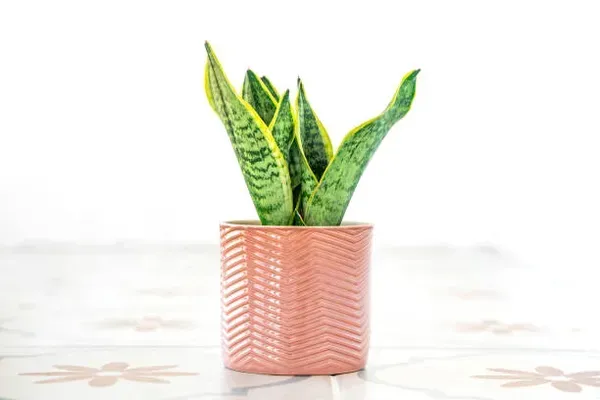 Snake_Plant_Medium_For_Home_Garden