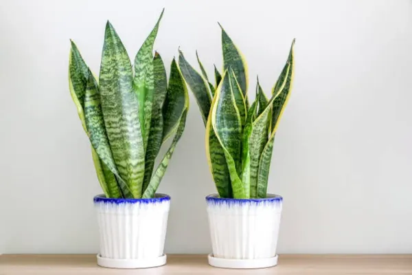 Snake_Plant_Medium_For_Home_Garden