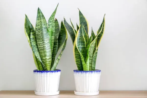 Snake_Plant_Medium_For_Home_Garden