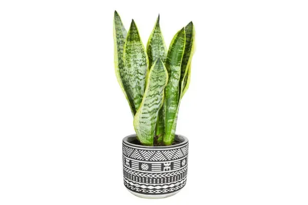 Snake_Plant_Medium_For_Home_Garden
