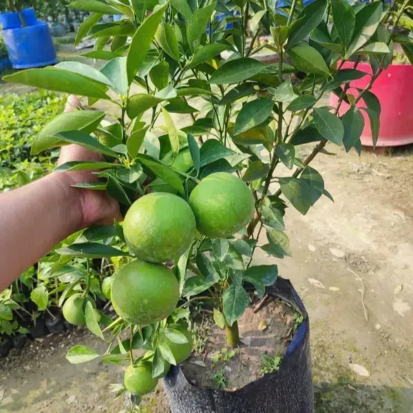 Bari_2_Malta_Grafted_Hybrid_Lemon_Fruit_Plant