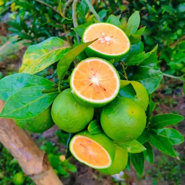 Bari_2_Malta_Grafted_Hybrid_Lemon_Fruit_Plant