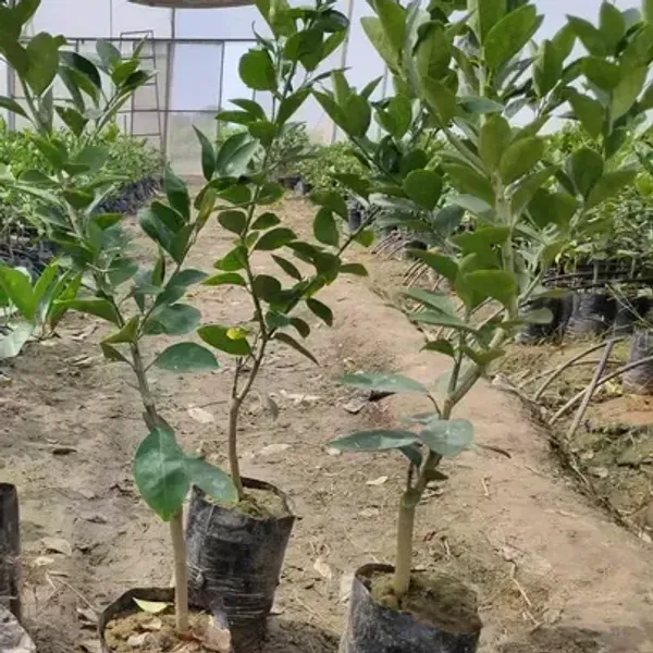 Bari_2_Malta_Grafted_Hybrid_Lemon_Fruit_Plant