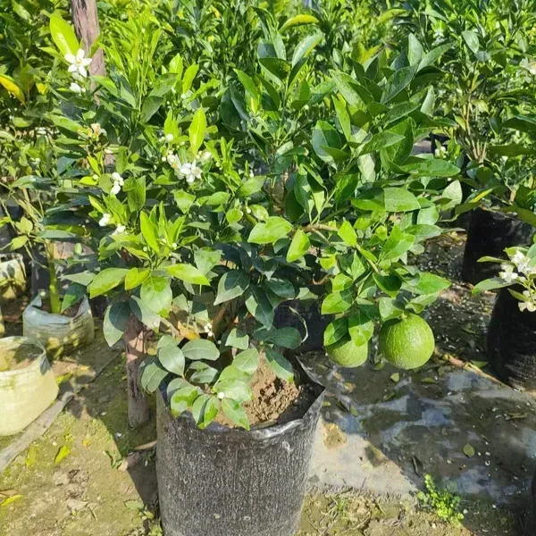 Bari_2_Malta_Grafted_Hybrid_Lemon_Fruit_Plant