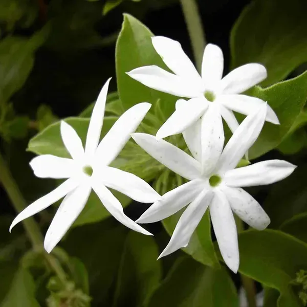 Star_Jasmine_Perfuming_Flower_Plant_White