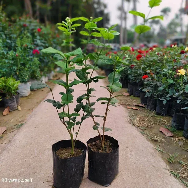 Star_Jasmine_Perfuming_Flower_Plant_White
