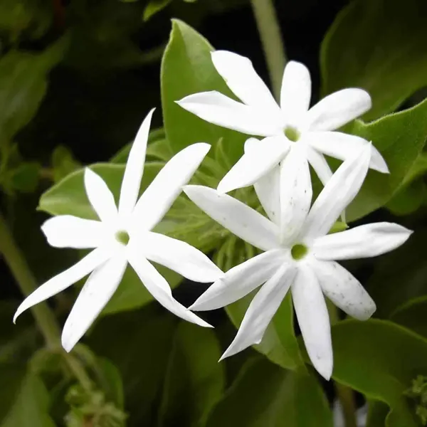 Star_Jasmine_Perfuming_Flower_Plant_White