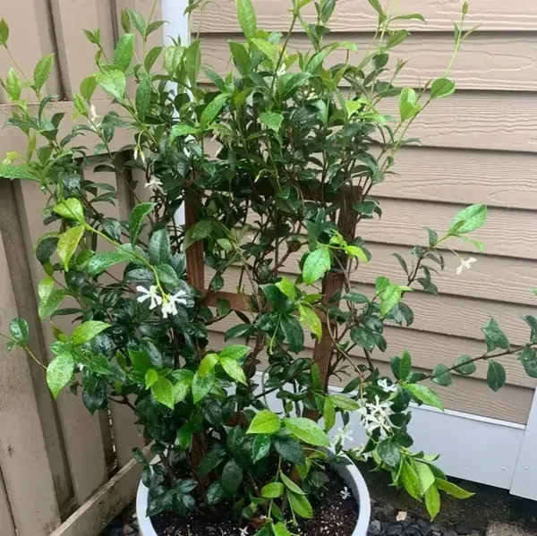Star_Jasmine_Perfuming_Flower_Plant_White