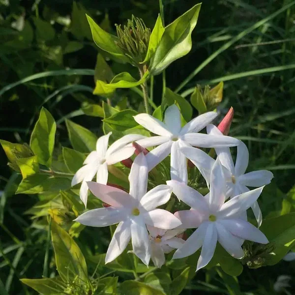 Star_Jasmine_Perfuming_Flower_Plant_White