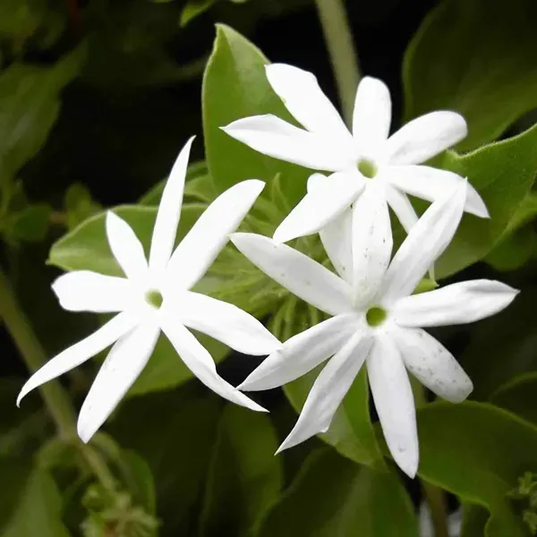 Star_Jasmine_Perfuming_Flower_Plant_White