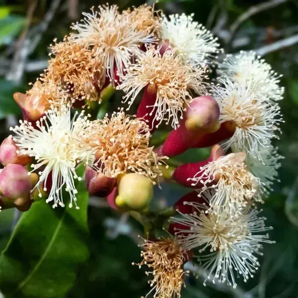 Clove_Plants_Lobongo_For_Home_Garden