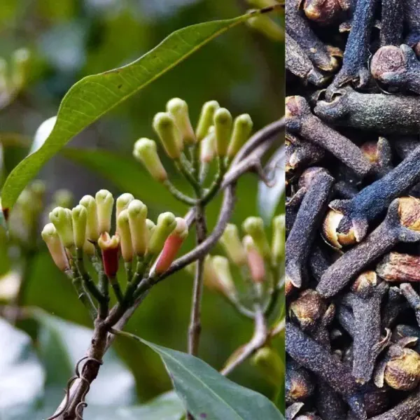 Clove_Plants_Lobongo_For_Home_Garden