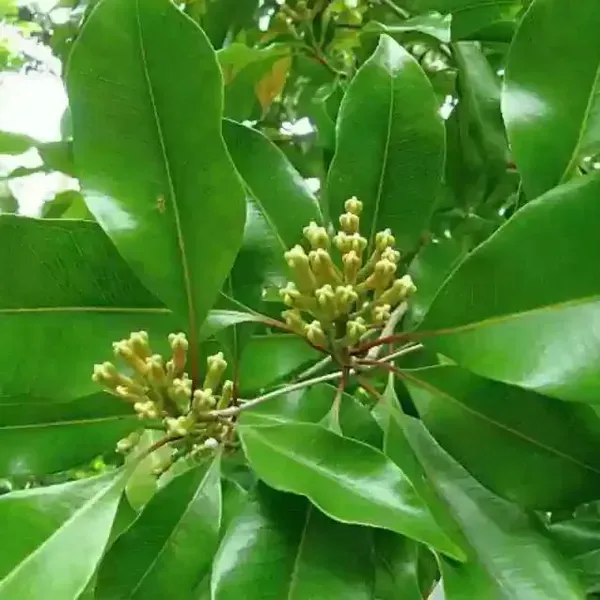 Clove_Plants_Lobongo_For_Home_Garden
