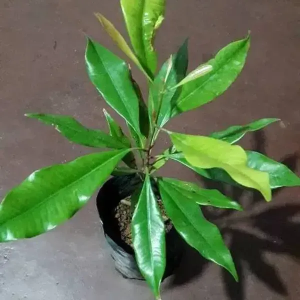 Clove_Plants_Lobongo_For_Home_Garden