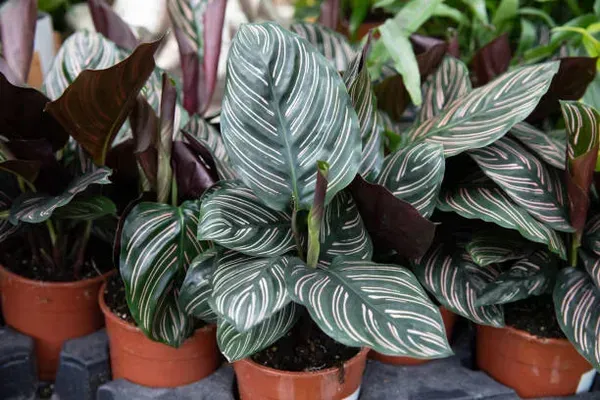 Calathea_Plant_For_Home_Garden