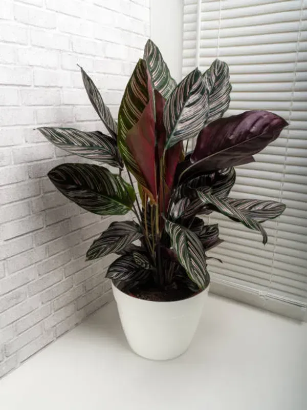 Calathea_Plant_For_Home_Garden