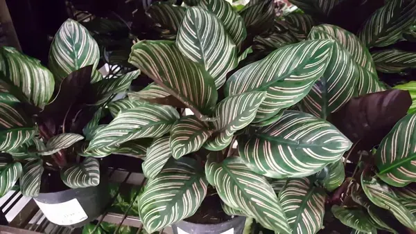 Calathea_Plant_For_Home_Garden