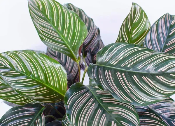 Calathea_Plant_For_Home_Garden
