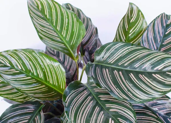 Calathea_Plant_For_Home_Garden
