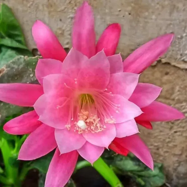 Brahma_Kamal_Flower_Plant_Pink