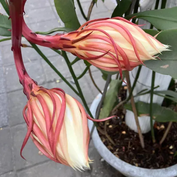 Brahma_Kamal_Flower_Plant_Pink