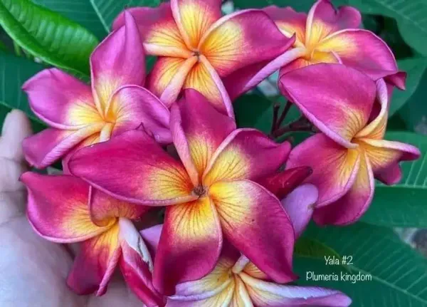 Dwarf_Variety_Pulmeria_Flower_Plant
