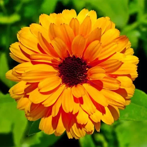 Calendula_Flower_Plant_Orange