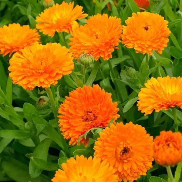 Calendula_Flower_Plant_Orange