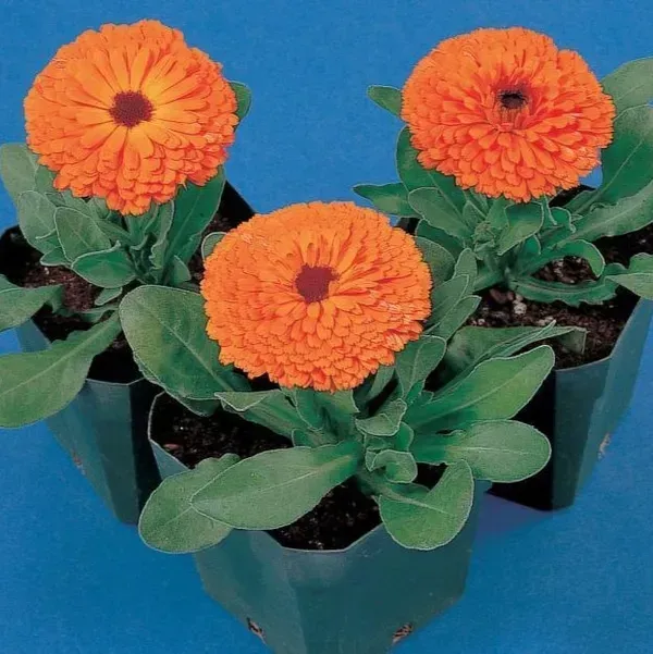 Calendula_Flower_Plant_Orange