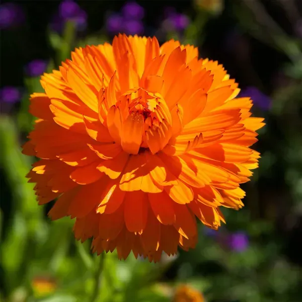 Calendula_Flower_Plant_Orange