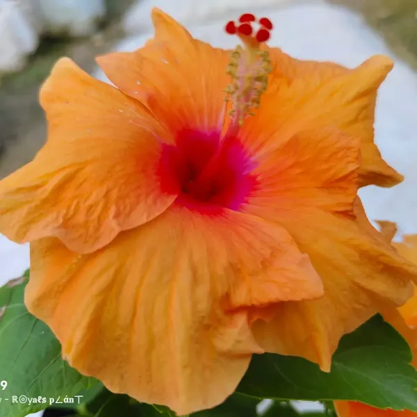 American_Hibiscus_Flower_Plants_Orange