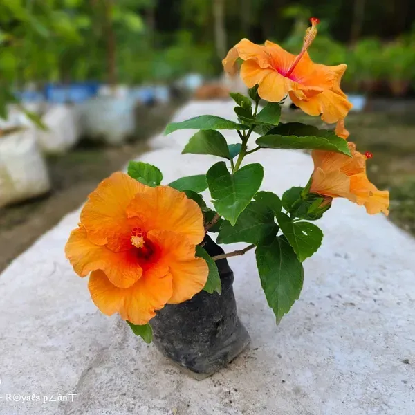 American_Hibiscus_Flower_Plants_Orange