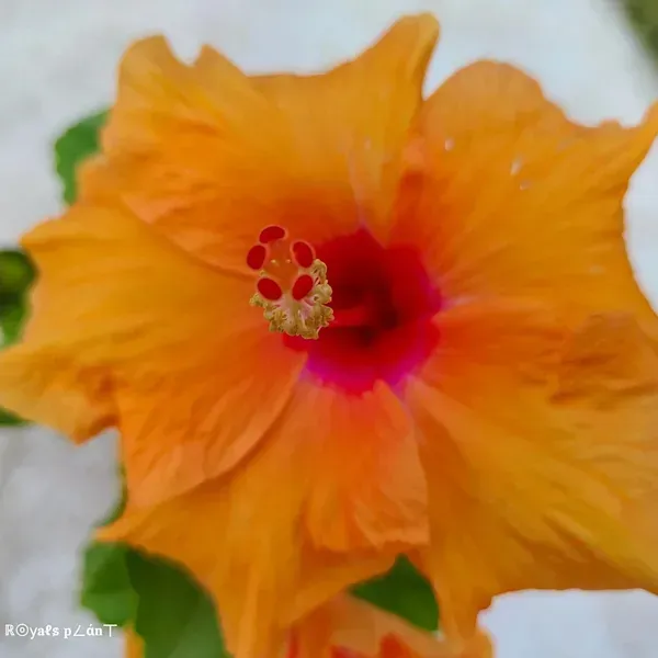 American_Hibiscus_Flower_Plants_Orange