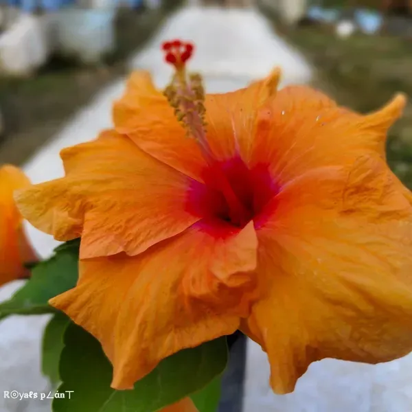 American_Hibiscus_Flower_Plants_Orange