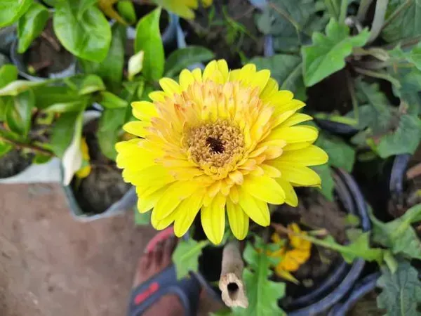 Hybrid_Gerbera_Flower_Plant_Yellow