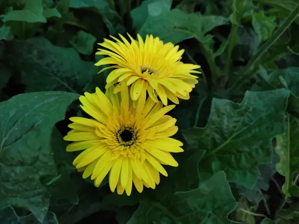 Hybrid_Gerbera_Flower_Plant_Yellow
