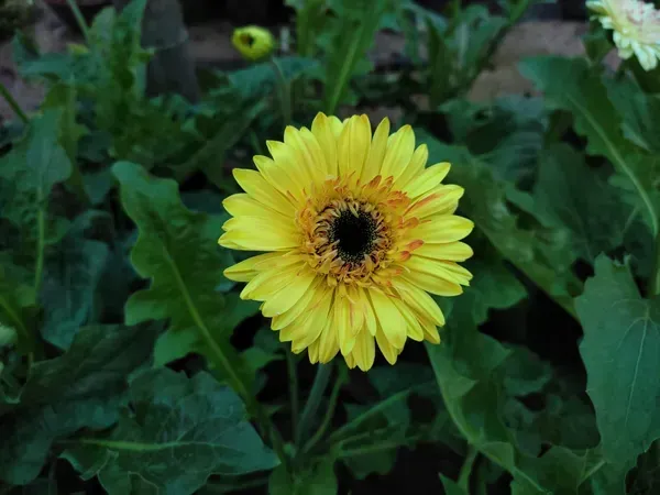 Hybrid_Gerbera_Flower_Plant_Yellow