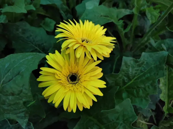 Hybrid_Gerbera_Flower_Plant_Yellow