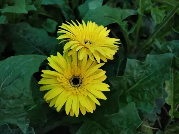 Hybrid_Gerbera_Flower_Plant_Yellow