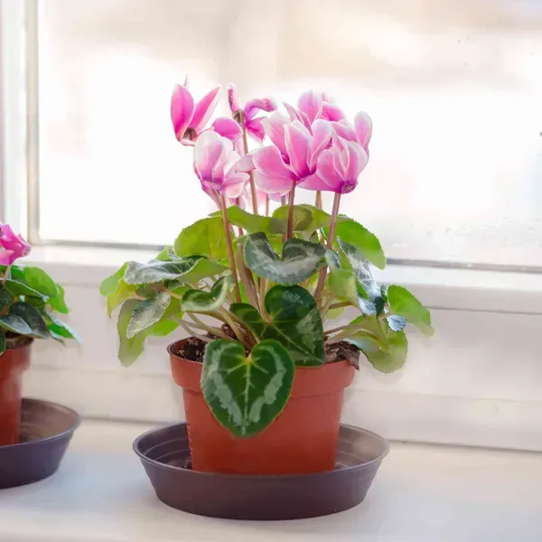 Cyclemen_Flower_Plant_Baby_Pink